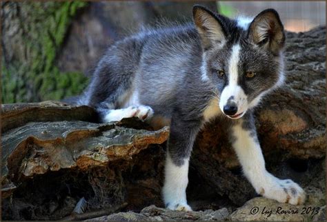 Piebald Fox 3 So Cute Beautiful Creatures Animals Beautiful