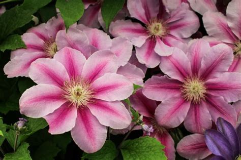 Clematis Bees Jubilee Our Favorite Flowers Hgtv