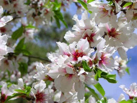 Almond Blossom Wallpapers Wallpapers