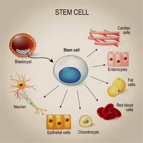 The One Way That Stem Cells Maintain Health They Take Long Naps Lifes Chemistry Press