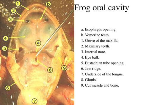 Ppt Frog Oral Cavity Powerpoint Presentation Free Download Id342028