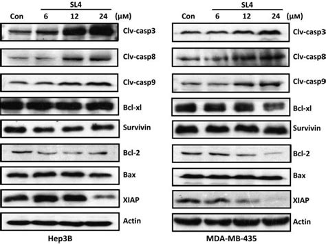 Culture Human Liver Cancer Cell Line Hep B Atcc Bioz