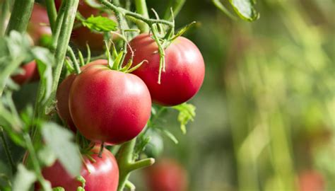 45 Toll Vorrat Wann Kann Man Tomaten Pflanzen Tomaten Pflanzen So