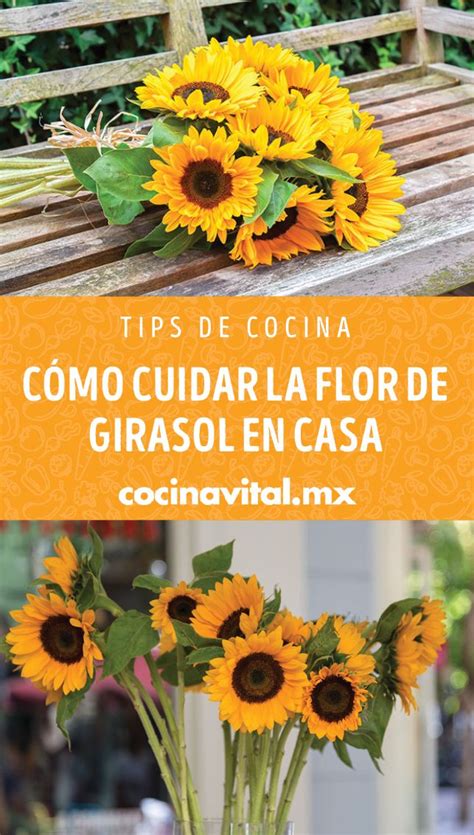 Cómo cuidar la flor de girasol en casa Little plants Plants Secret