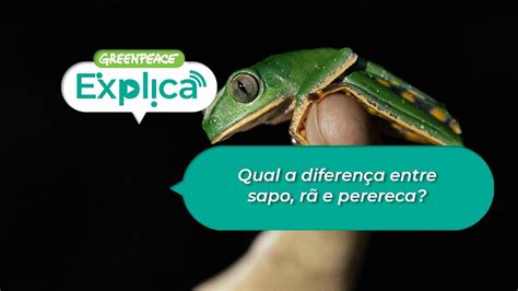 Qual a diferença entre sapo rã e perereca Greenpeace Explica YouTube