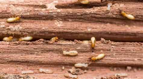 How To Get Rid Of Termites The Ultimate Guide To Diy Termite Treatment