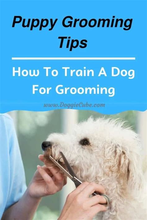 a woman grooming a dog with the title puppy grooming tips how to train a dog for grooming