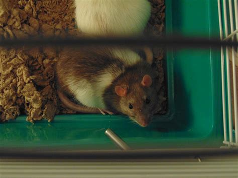 Comment repérer une infestation de rats dans la cuisine