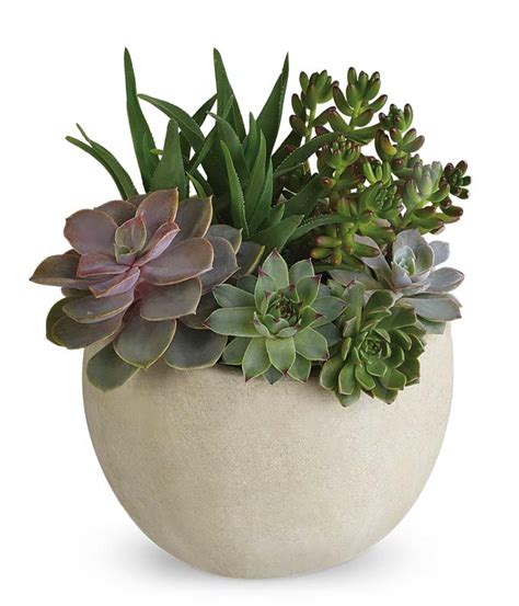 Modern Succulent Garden - FlowerOrder.com