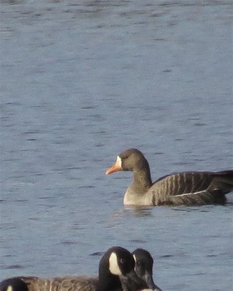 Ebird Qu Bec Checklist Nov Centre F G Heriot Species