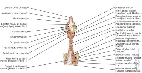 Canine myology: normal anatomy | vet-Anatomy