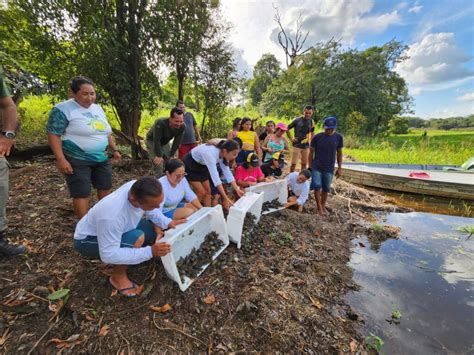 Programa Quel Nios Da Amaz Nia Acompanham A Soltura De Mais De