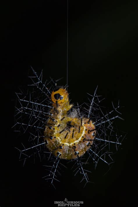 CATERPILLAR Cupha Erymanthis Rustic Inglourious Reptiles Flickr