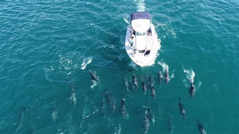 Centenas de golfinhos e baleia jubarte são vistos no litoral do RJ