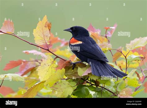 Male Red Winged Blackbird Agelaius Phoeniceus Displaying Its Red And