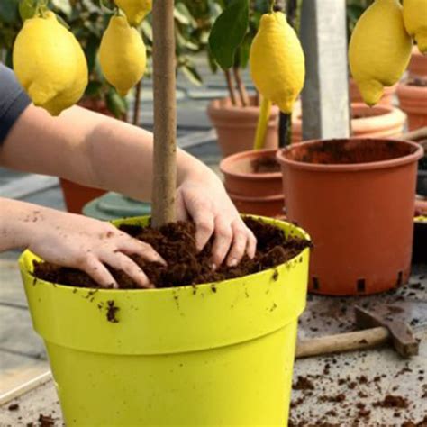 Concime Liquido Per Agrumi Fertilizzante Da Litro