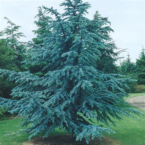 Shop 964 Gallon Horstmann Blue Atlas Cedar Feature Tree L27291 At