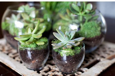 How to Make Your Own DIY Terrarium - Sunlit Spaces