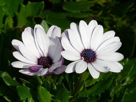 Gerbera Blumen Blüten Kostenloses Foto auf Pixabay