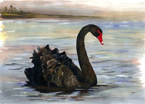 Western Australian Black Swan Acrylics By Christine Pettet Art