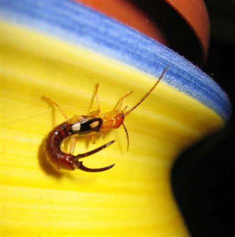 25 Super Cool Facts About Earwigs You Probably Didn T Know List25