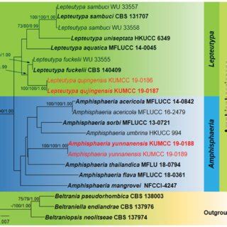 Phylogram Generated From Maximum Likelihood Raxml Based On Lsu Its