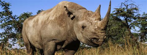 "The Existence of Our Natural Environment.": Western Black Rhino ...