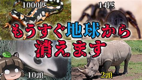 【滅亡】もうすぐ地球から消える絶滅寸前の生き物8選 Youtube