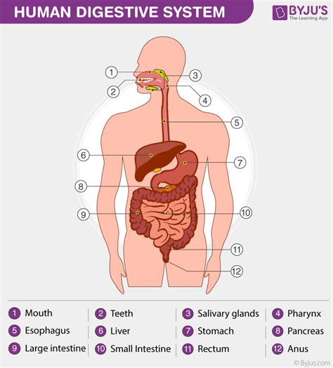 Digestive System Food Organs And Functions Of Digestive System