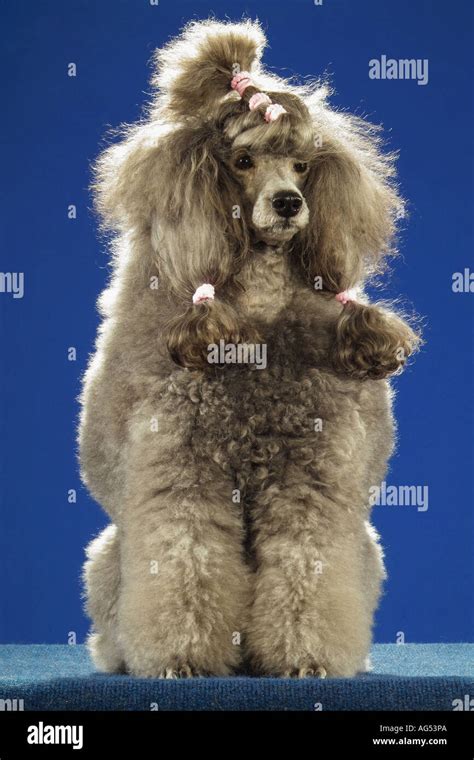 standard poodle with braids - sitting Stock Photo - Alamy