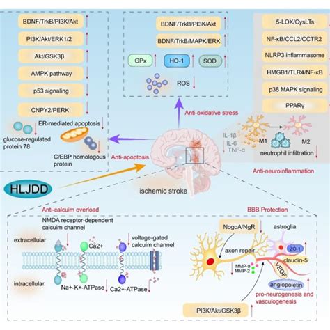 Schematic Representation Of Neuroprotective Effects Of Hljdd In