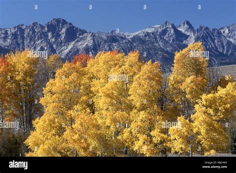 Fall Colors and the Sawtooth Mountains in Idaho Stock Photo - Alamy