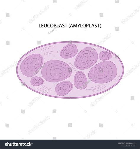 Leucoplast Amyloplast On White Background Stock Illustration 2214584913 ...