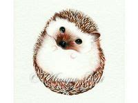 Cute baby animal drawings on Pinterest