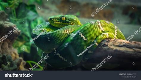 14,906 Yellow Eyes Snake Images, Stock Photos & Vectors | Shutterstock