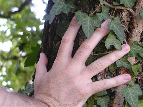 Free Images Hand Tree Leaf Flower Trunk Bark Finger Food