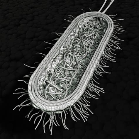 bacterial cell 3d model