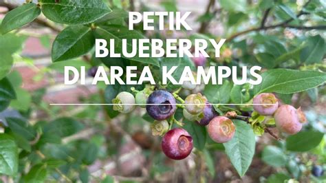 Petik Dan Makan Blueberry Di Area Kampus Sepuasnya Ll Blueberry Picking