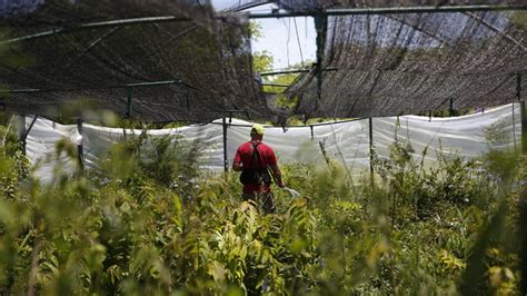 Recuperan Las Especies Nativas De La Ciudad En El Vivero De La Reserva