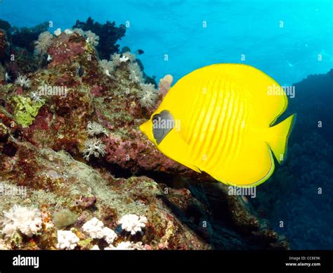 Butterfly Fish Hi Res Stock Photography And Images Alamy