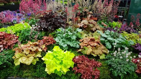 Heuchera, Heucherella & Tiarella Plants for Year-round Beauty