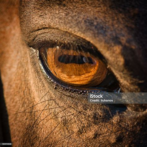 馬眼特寫 照片檔及更多 眼睛 照片 眼睛 馬 種馬 Istock