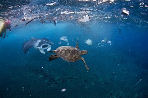 Di Kolam Mati Telan Koin Di Laut Terancam Sampah Plastik Betapa