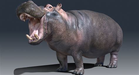 3d Hippopotamus Rigged Model