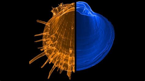 Why there are so many species at the equator and so few at the poles?