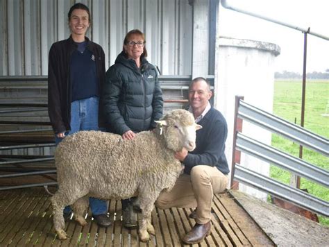 The Top Merino Ram Wool Studs In Australia In Farm Online Act