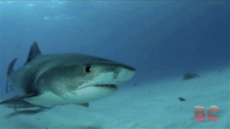 Sharks bite two fishermen in Florida Keys in - One News Page VIDEO