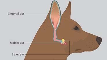 Anatomy Of Dog Ear Canal - Human Anatomy