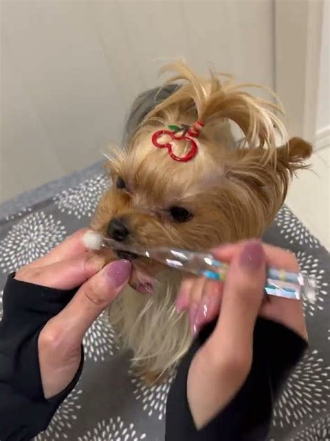 I Brush My Teeth Everyday 🪥👅👍🏼 Toothbrush マーちゃんの歯🦷綺麗でしょ😉👌🏼毎日、歯ブラシするよ〜🐶💚