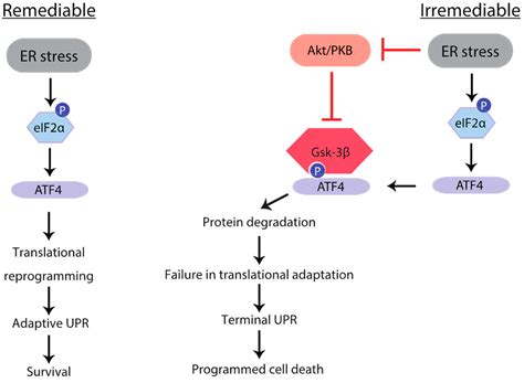 IJMS | Free Full-Text | Gsk-3-Mediated Proteasomal Degradation of ATF4 ...